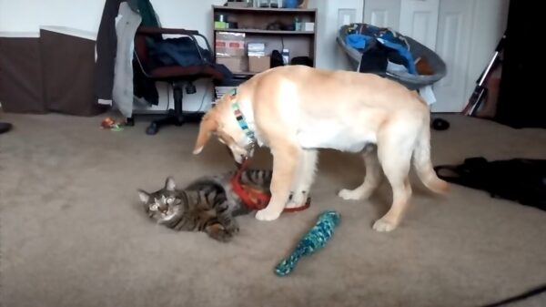 Max laat duidelijk merken dat hij geen kattenliefhebber is