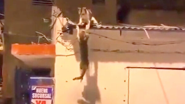 Deze scène lijkt zo uit The Lion King te komen