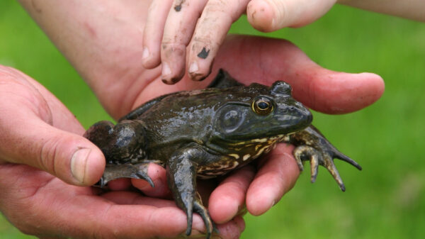Deze brulkikker heeft een verdomd indrukwekkende oorlogskreet