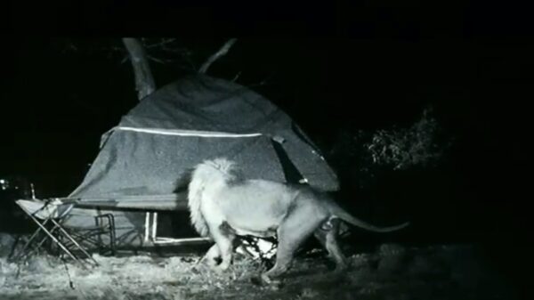 Kamperen in Afrika levert soms levensgevaarlijke bezoekers op
