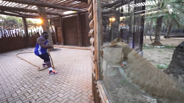 Bodybuilder 'Blessing Awodibu' gaat een wedstrijdje touwtrekken tegen een lijger