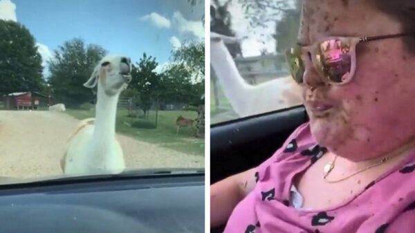 Vrouw wordt vol in haar gezicht gekwat door een lama
