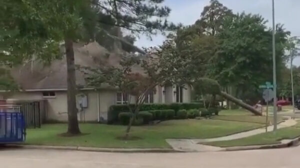 Falende houthakker leert de buurt een hoop nieuwe scheldwoorden kennen