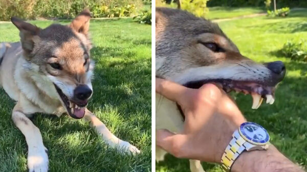 Misschien is een wolf als huisdier toch niet zo'n goed idee