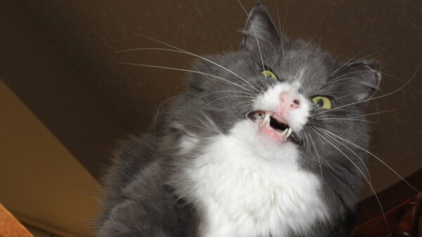 10 redenen waarom je nooit een kat als huisdier moet nemen