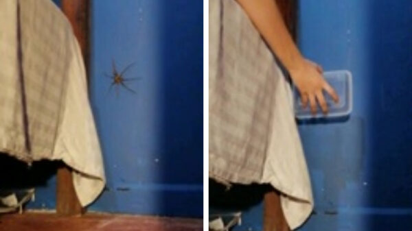 Het vangen van een grote spin is zo makkelijk nog niet