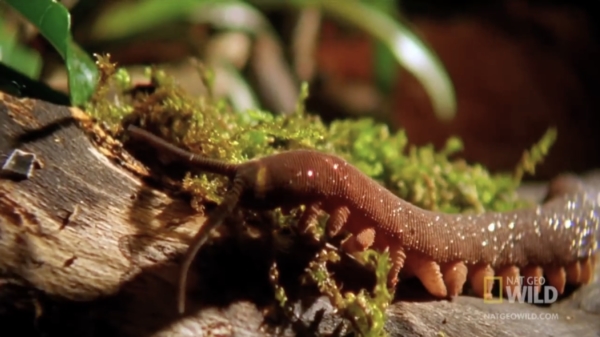 De fluweelworm is het bewijs dat moeder natuur compleet geschift is