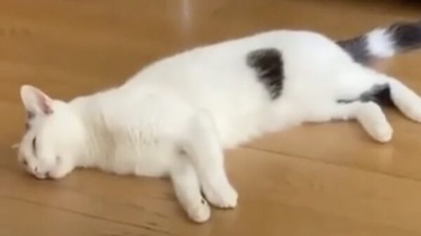 Slaapwandelen komt dus blijkbaar ook bij katten voor