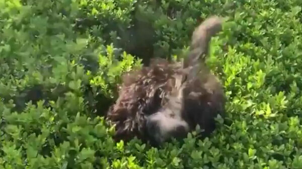 Hond versus heg: de heg wint