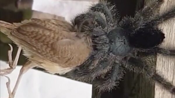 Ondertussen in Australië: hongerige spin geniet van z'n maaltijd