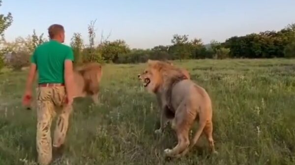 Groepje langharig tuig uit elkaar gehaald door dappere omstander