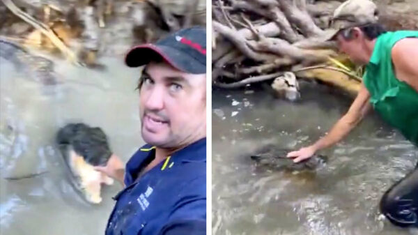 Een normale dag in het leven van een Australische houthakker