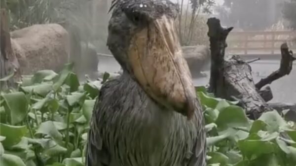 Een schoenbekooievaar in de regen