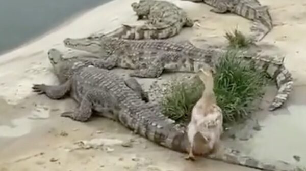 Gans verbaast zich over deze gekke rotsen