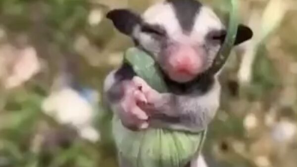 Deze suikereekhoorn heeft moeite met wakker worden