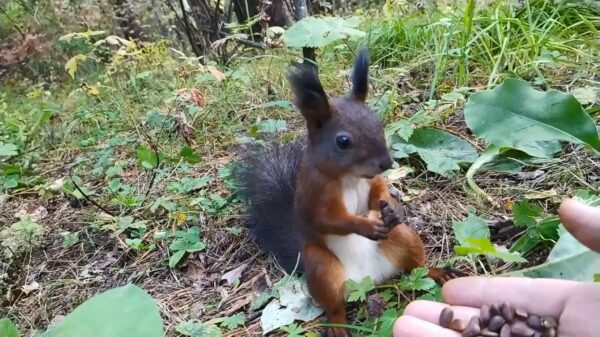 Eekhoorntje verandert in een levend standbeeld tijdens het voeren