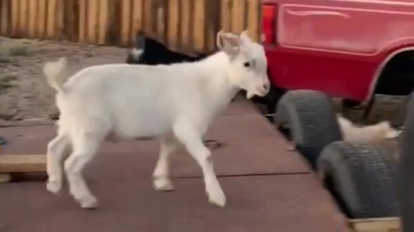 Geitje is nog lang geen parkourprofessional
